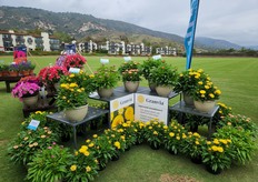Brindabella roses display